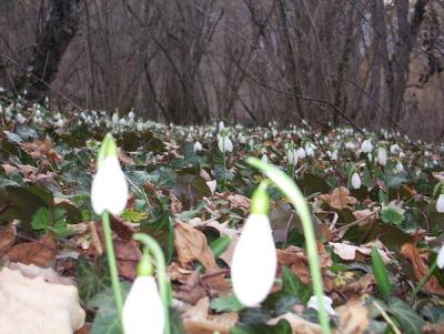 Прикрепленное изображение: geо.jpeg